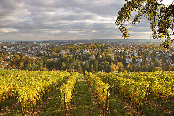 im neroberg hill vineyard - neroberg stock-fotos und bilder