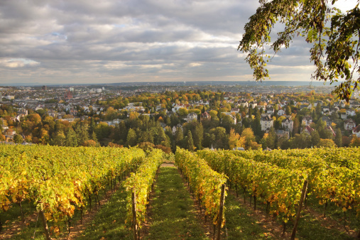 Vineyard at Neroberg  hill in Wiesbaden, Hesse, Germany