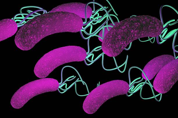 ヘリコバクター属バクテリア、高詳細 - educational subject scientific micrograph micro organism medical exam ストックフォトと画像