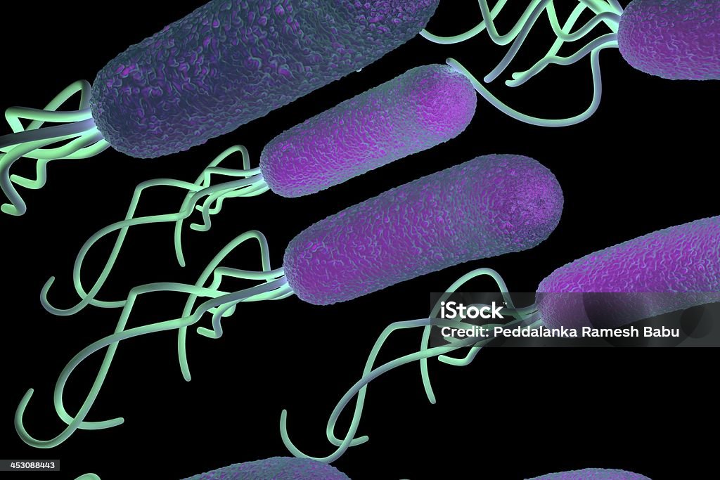 helicobacter pylori Bactérie avec détails - Photo de Abdomen libre de droits