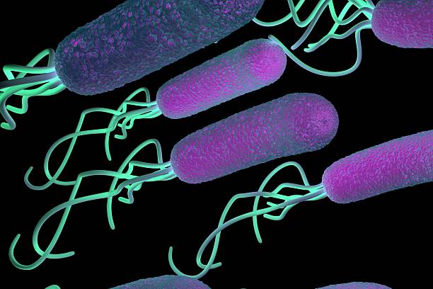 ヘリコバクター属バクテリア、高詳細 - educational subject scientific micrograph micro organism medical exam ストックフォトと画像