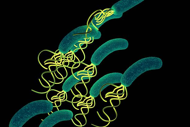 ヘリコバクター属バクテリア、高詳細 - educational subject scientific micrograph micro organism medical exam ストックフォトと画像