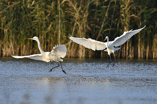 istock Ballet of two egrets 453088823