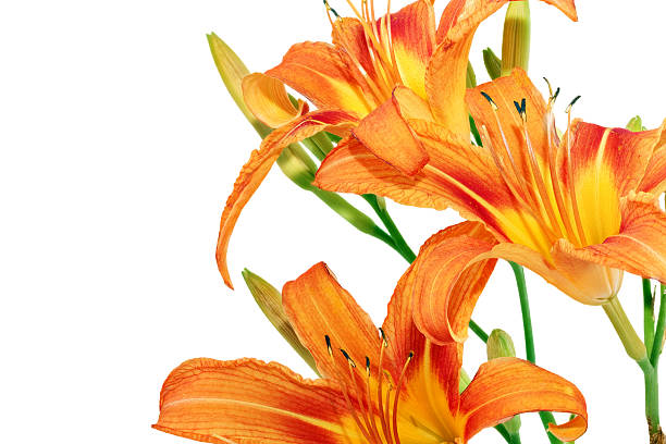istock Tiger lilies on white background. Isolated 453088875