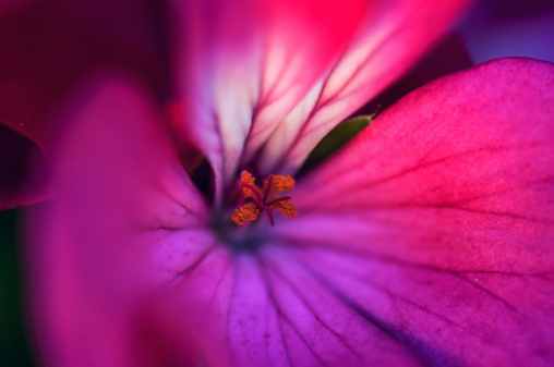 An extreme close-up of a geranium flower. Very shallow depth of field.