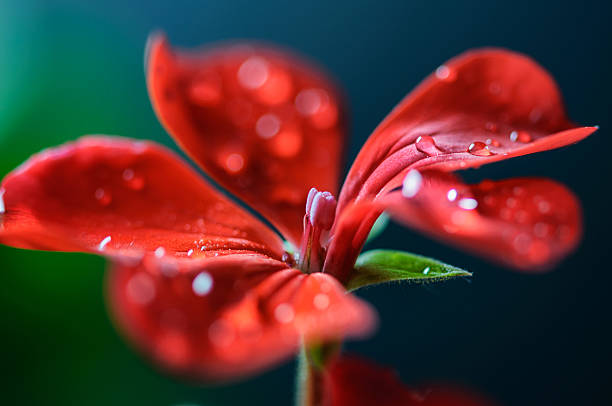 Red geranium flower covered in dew.