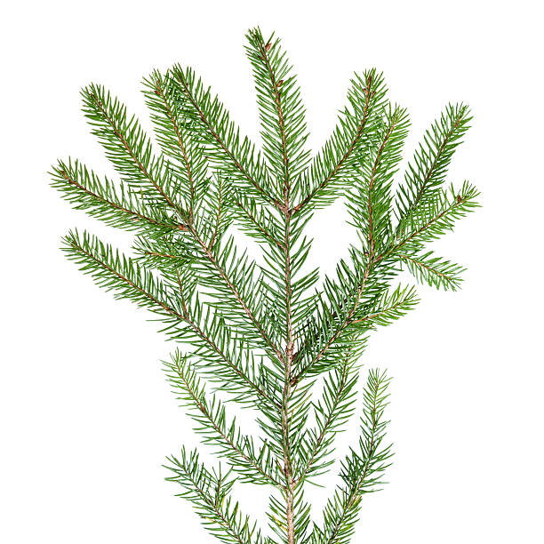 istock green fir branch for decoration 453089917