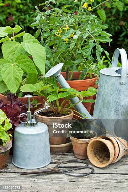 Pflanzetöpfe Stockfoto und mehr Bilder von Bauholz-Brett - Bauholz-Brett, Bewässern, Blatt - Pflanzenbestandteile