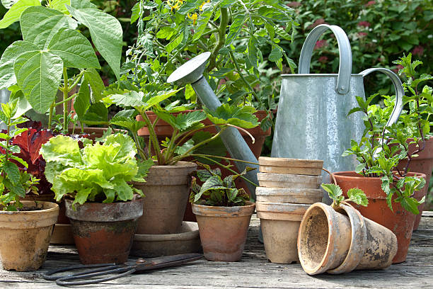 istock Potted plants with stacked pots and metal watering can 453090829