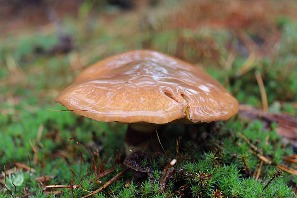istock mushroom in the green moss 453092771