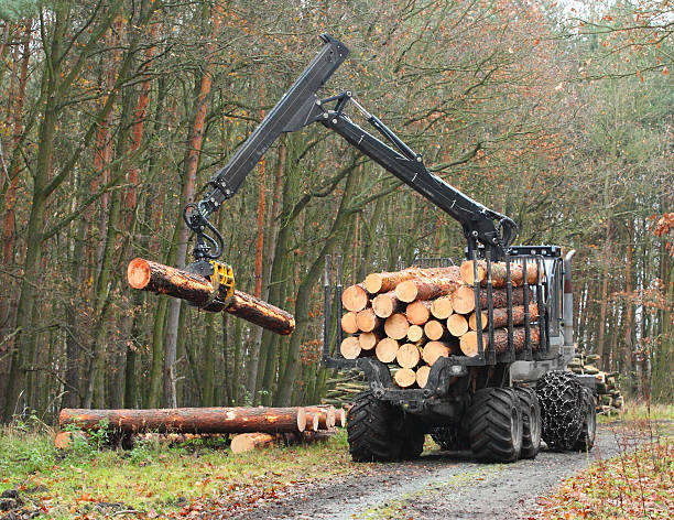 istock Lumberjack truck. 453094047