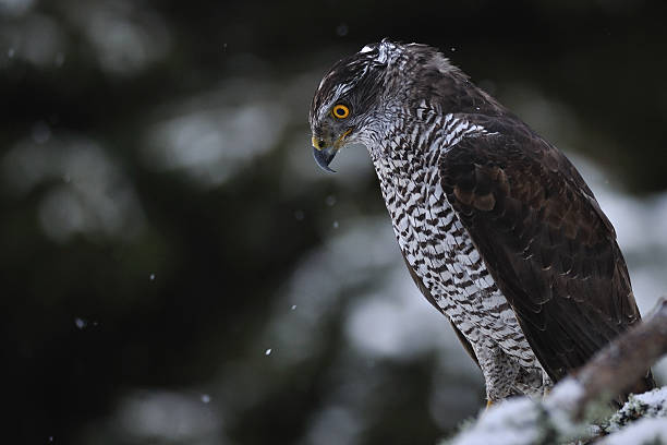 istock Northern Goshawk on branch with forest in background 453094157