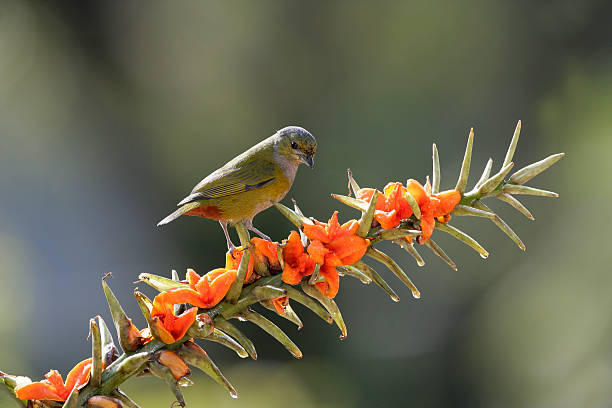 istock Chestnut-bellied euponia, Euphonia pectoralis 453095783