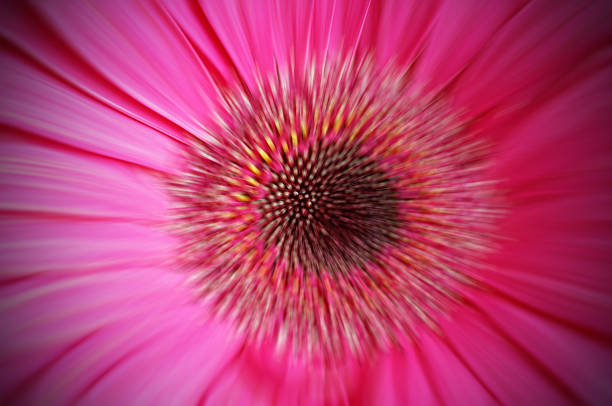 gerber fiore - perfection gerbera daisy single flower flower foto e immagini stock