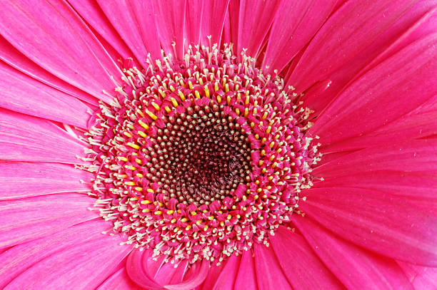 gerber fiore - perfection gerbera daisy single flower flower foto e immagini stock