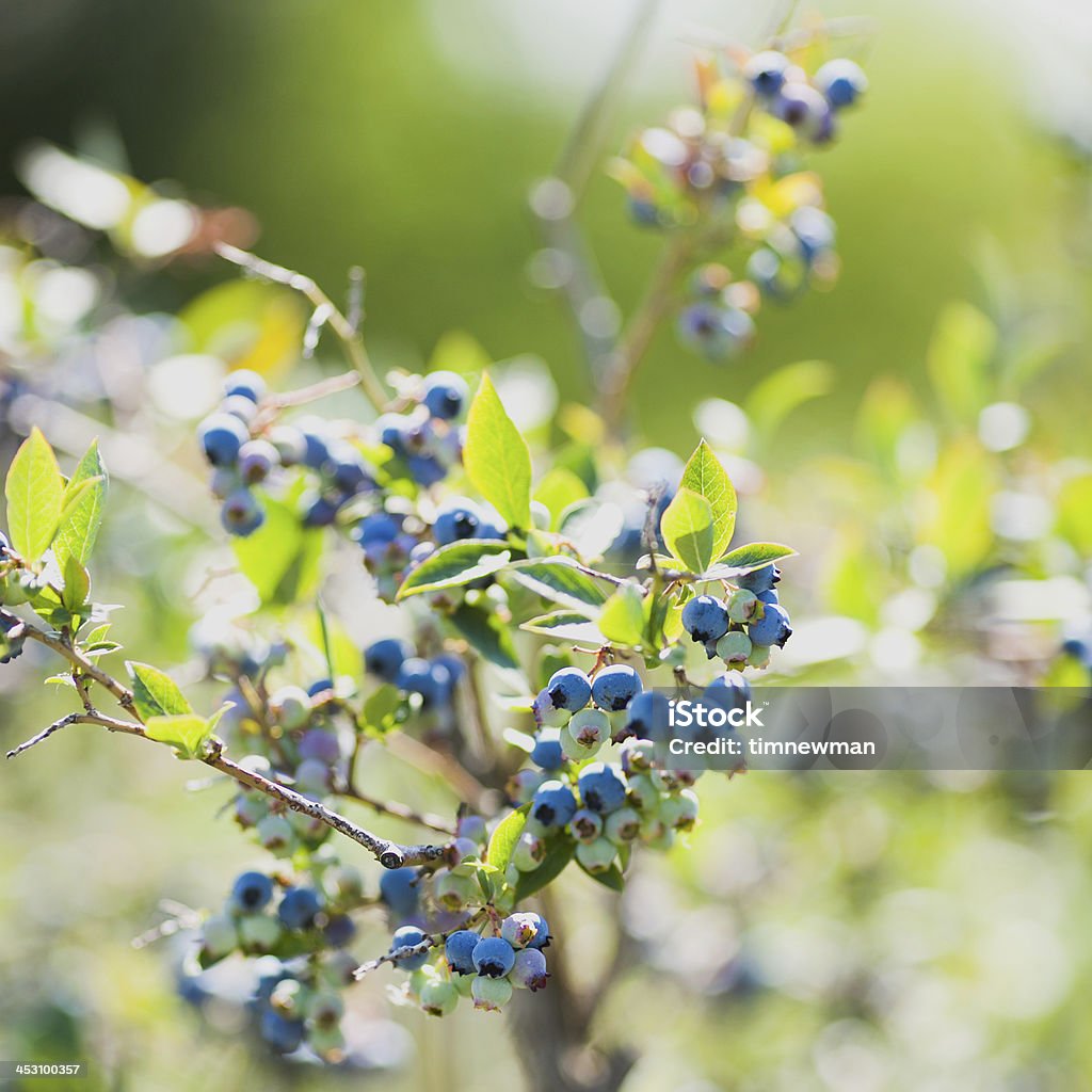 Fresh Ripe Summer Local Grown Organic Blueberries Fresh blueberries on a bush. Abundance Stock Photo