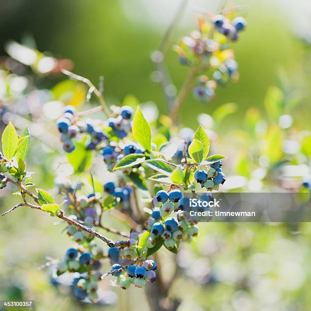 Fresh Ripe Summer Local Grown Organic Blueberries Stock Photo - Download Image Now - Abundance, Agricultural Fair, Agriculture