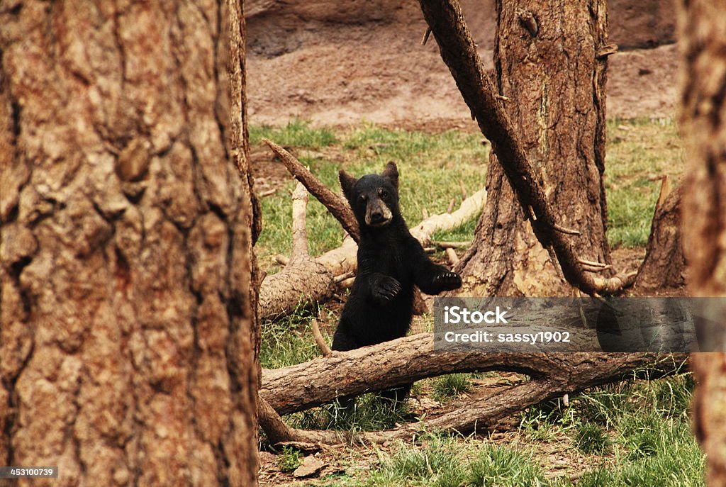 Osezno Ursus Americanus negro - Foto de stock de Aire libre libre de derechos