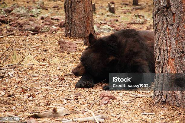 블랙 베어 Ursus Americanus 낮잠 슬리핑 0명에 대한 스톡 사진 및 기타 이미지 - 0명, 감각 지각, 검색