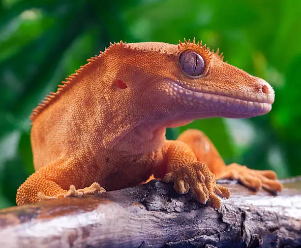 A crested Gecko sitting on a branch.