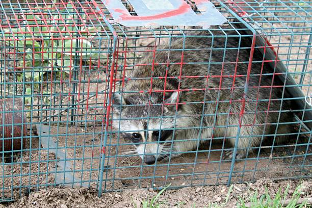 istock Feeders Invaded by Raccoons 453102835