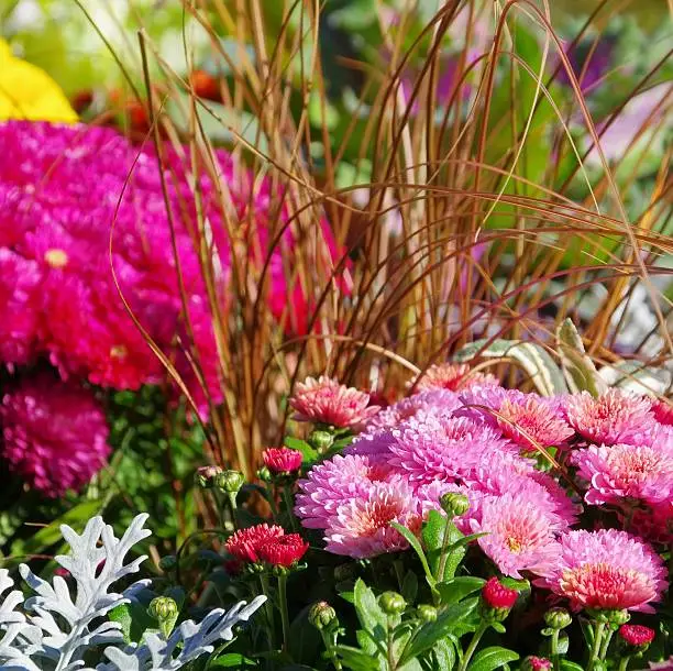 chrysanthemum flower