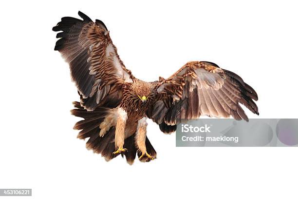 Imperial Eagle Stock Photo - Download Image Now - Aggression, Alertness, Animal