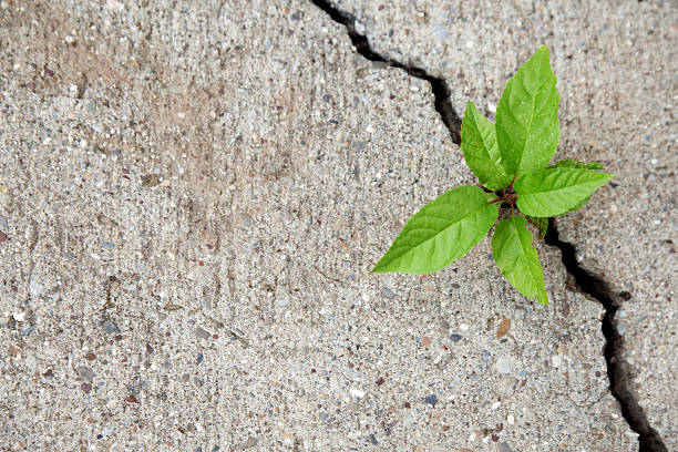 istock Small plant growth in cracked stone 453106535