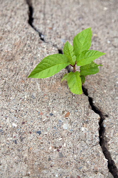 istock Small plant growth in cracked stone 453106569