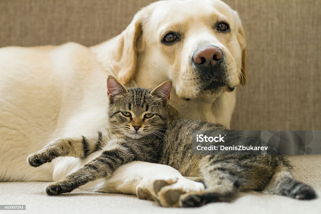 dog and cat Dog Stock Photo