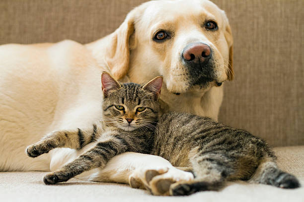 cão e gato - dog tranquil scene pets animals and pets imagens e fotografias de stock