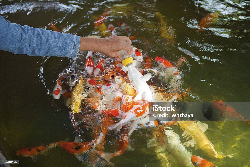 Carp pescado de alimentación - Foto de stock de Agua libre de derechos