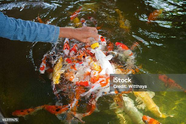 Photo libre de droit de Carpe Nourrir Les Poissons banque d'images et plus d'images libres de droit de Aliment - Aliment, Avoir faim, Bouteille