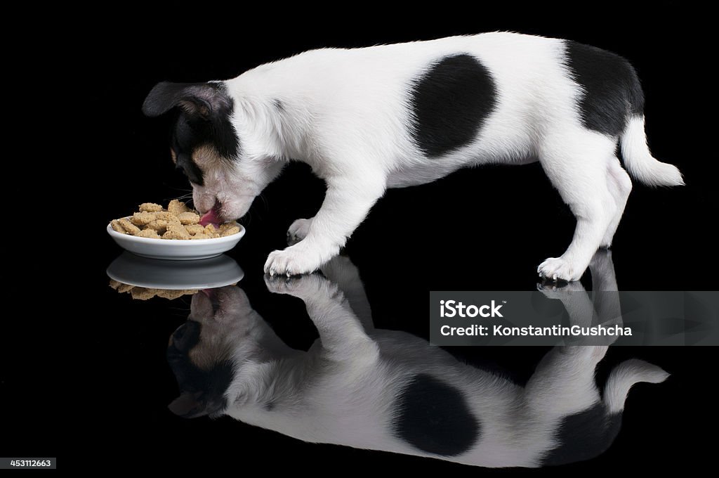 Comer comida de cachorro Chihuahua - Foto de stock de Animal royalty-free