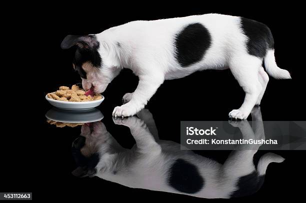 Foto de Comer Comida De Cachorro Chihuahua e mais fotos de stock de Animal - Animal, Animal de estimação, Animal doméstico