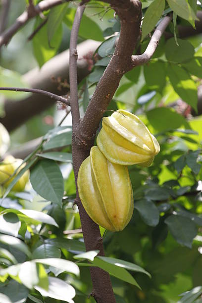 istock Carambola or starfruit is the fruit in Thailand 453113729
