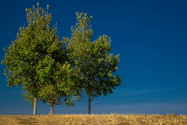 istock Trees on the Hill Against Blue Sky 453114065