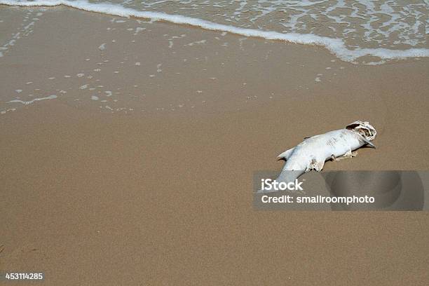 Photo libre de droit de Poissons Morts banque d'images et plus d'images libres de droit de Aliment - Aliment, Animaux à l'état sauvage, Bactérie