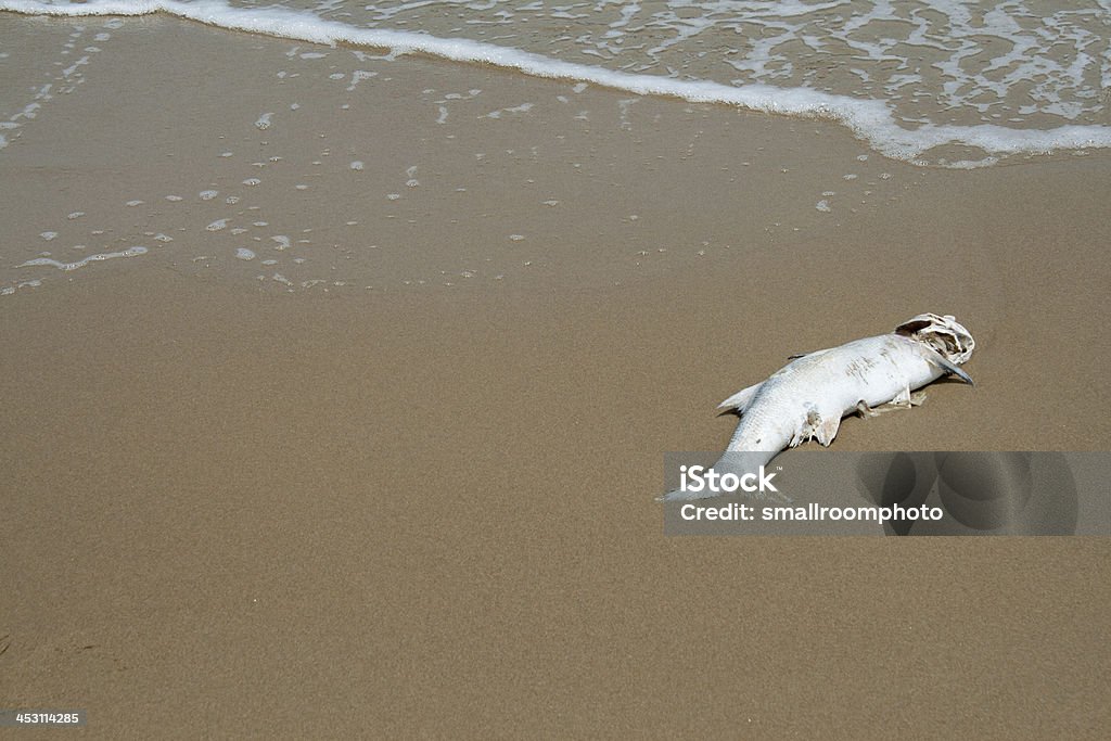 Dead peixe - Foto de stock de Animal royalty-free