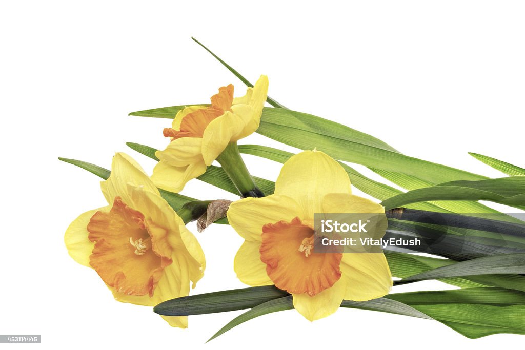 Три красивые Весенние цветы: оранжевый narcissus (Нарцисс) - Стоковые фото Без людей роялти-фри