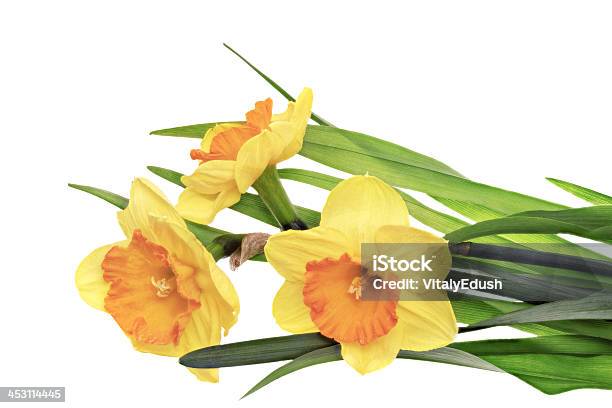 Три Красивые Весенние Цветы Оранжевый Narcissus — стоковые фотографии и другие картинки Без людей