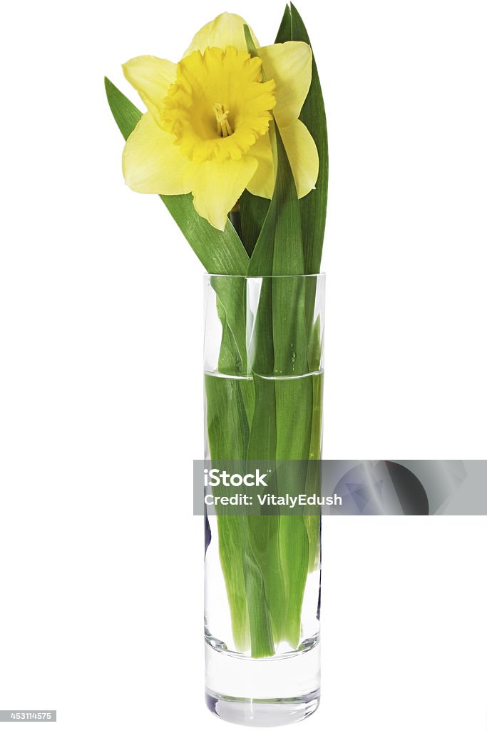Красивый весенний цветок в Ваза: Желтый narcissus (Нарцисс) - Стоковые фото Белый роялти-фри