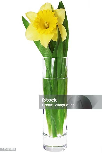 Красивый Весенний Цветок В Ваза Желтый Narcissus — стоковые фотографии и другие картинки Белый