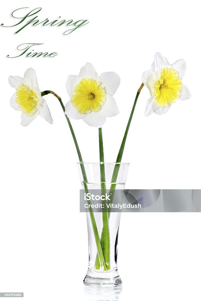 Beautiful spring flowers in vase: yellow-white narcissus (Daffod Beautiful spring flowers in vase: yellow-white narcissus (Daffodil). Isolated over white. Blossom Stock Photo