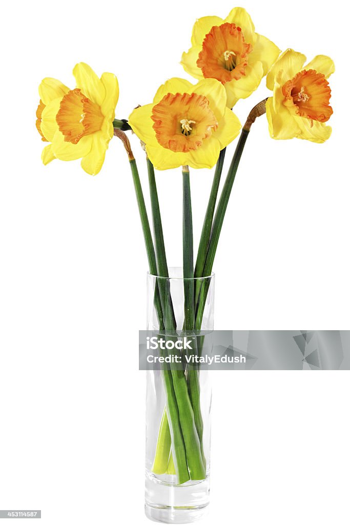 Piękna Wiosna kwiaty w Wazon: Pomarańczowy narcissus (Narcyz) - Zbiór zdjęć royalty-free (Biały)