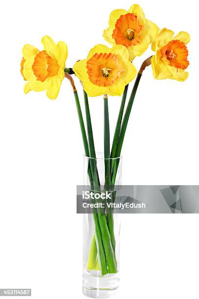 Foto de Flores De Primavera Linda No Vaso Laranja Papyraceus e mais fotos de stock de Amarelo