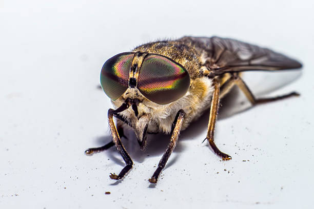 istock Portrait of a Horse-fly 453115267