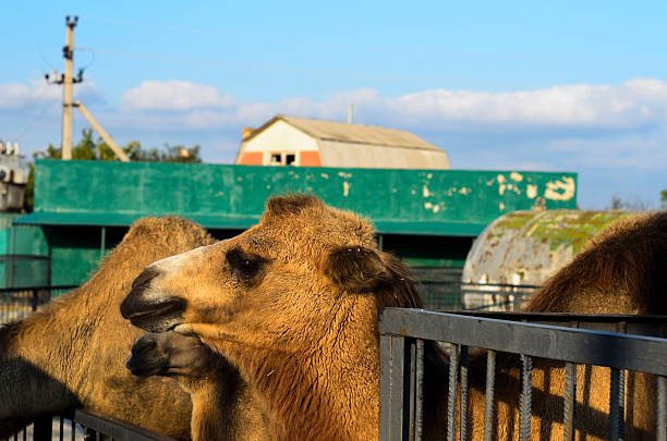 Bactrian camels stock photo