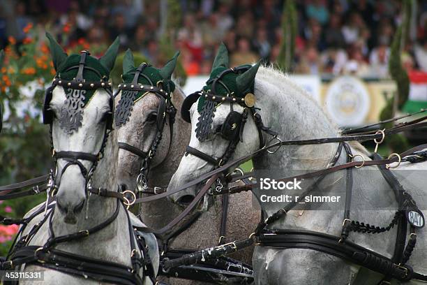 Chio Dressur Aquisgrana - Fotografie stock e altre immagini di Animale - Animale, Aquisgrana, Cavallo - Equino