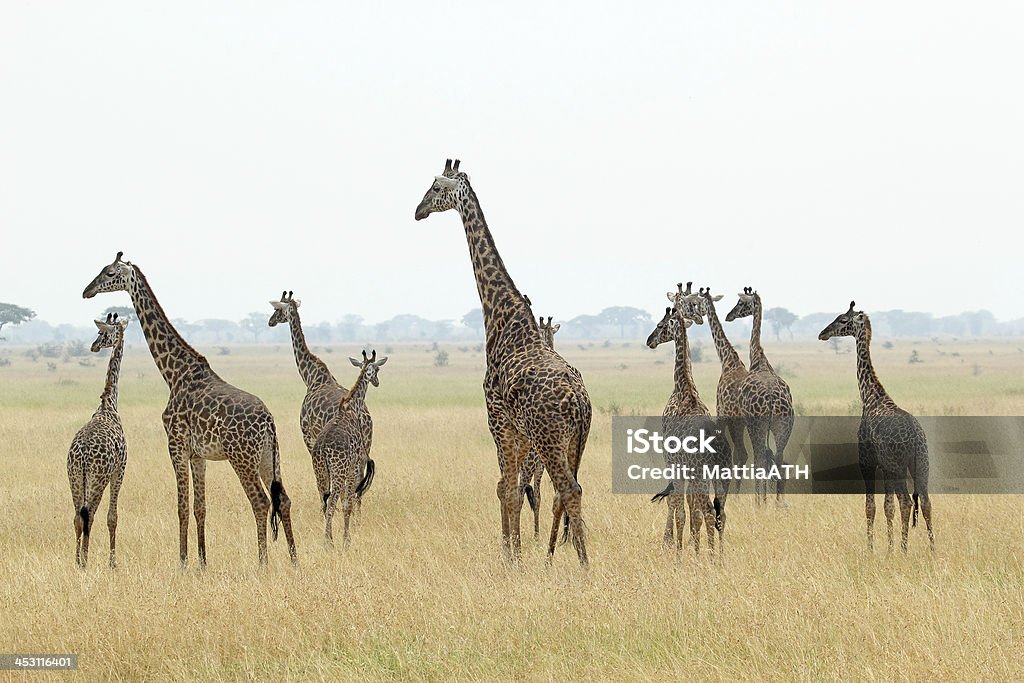 Herde von Giraffen - Lizenzfrei Abenteuer Stock-Foto